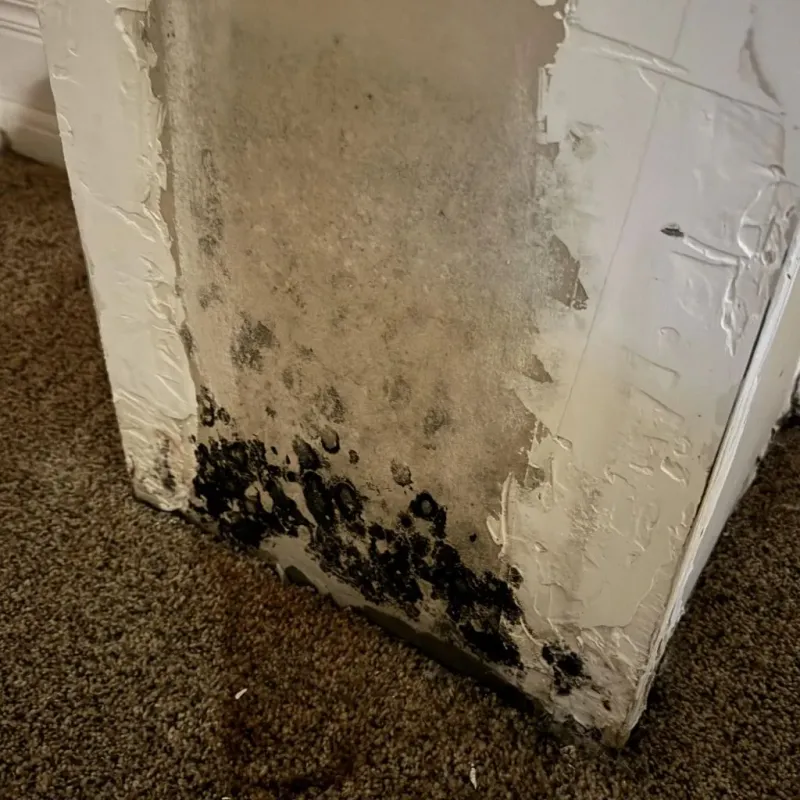 Professional Mold Removal in Chepachet, RI